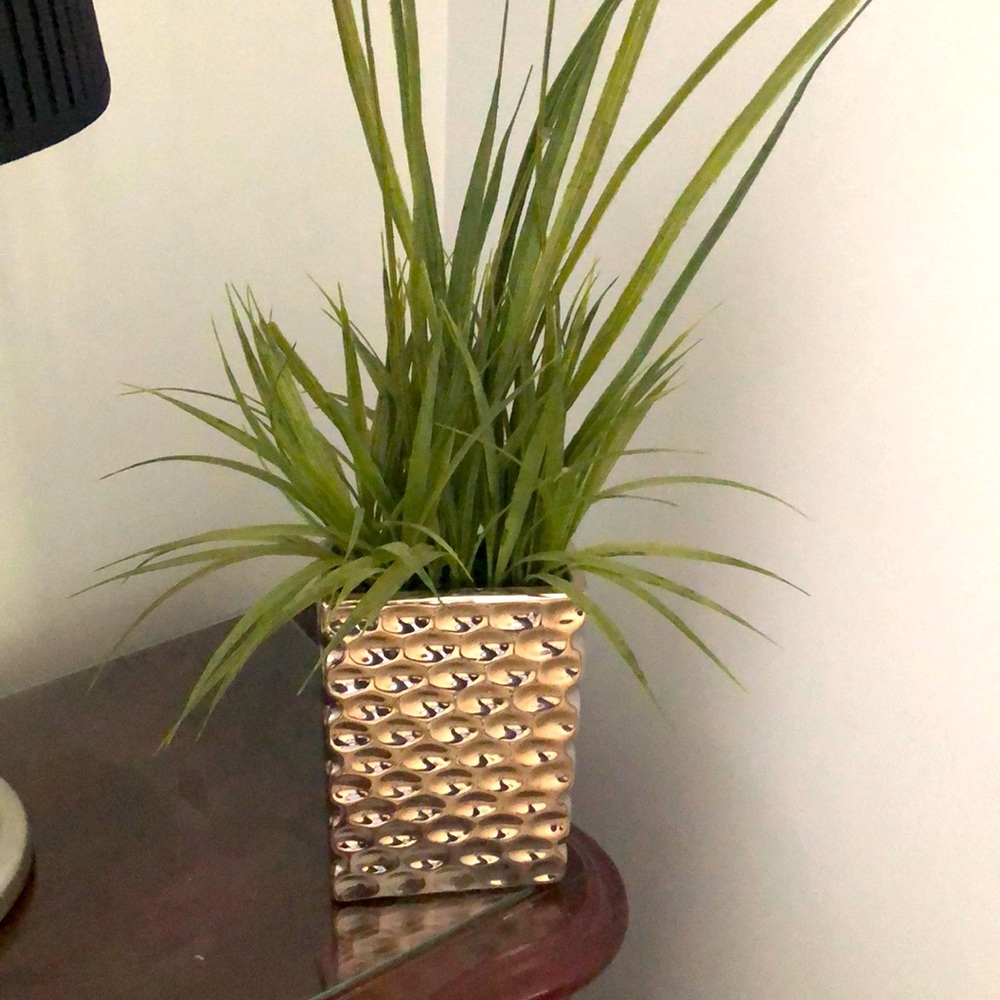 Decorative Grass